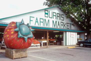 burris farm market