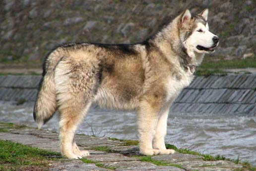 Alaskan Malamute - 15 Dogs Homeowners Insurance Won't Cover