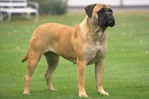 Bull Mastiff - 15 Dogs Homeowners Insurance Won't Cover