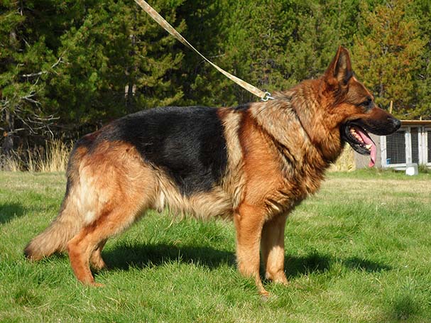 German Shepherd - 15 Dogs Homeowners Insurance Won't Cover