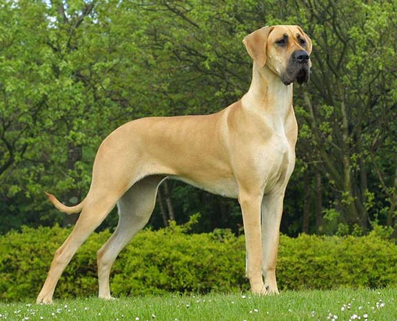 Great Dane - 15 Dogs Homeowners Insurance Won't Cover