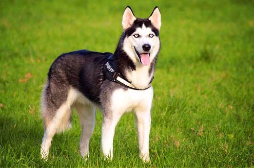 Huskie - 15 Dogs Homeowners Insurance Won't Cover