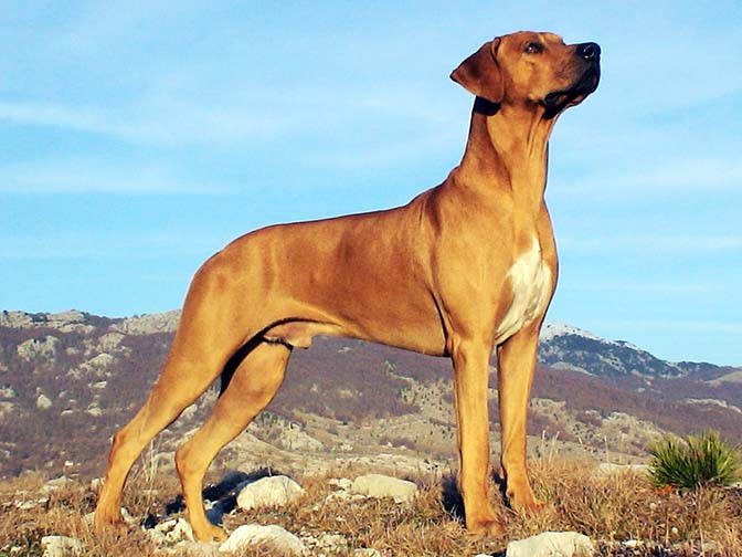 Rhodesian Ridgeback - 15 Dogs Homeowners Insurance Won't Cover