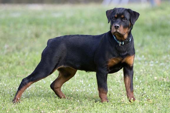 Rottweiler - 15 Dogs Homeowners Insurance Won't Cover